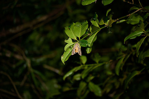 Large moth at night, Nosy Mangabe, Madagascar About 10 cm (4") in size. Dullish outer wings with bright orange inside. Africa,Eudocima phalonia,Geotagged,Madagascar,Madagascar North,Nosy Mangabe,Spring,World