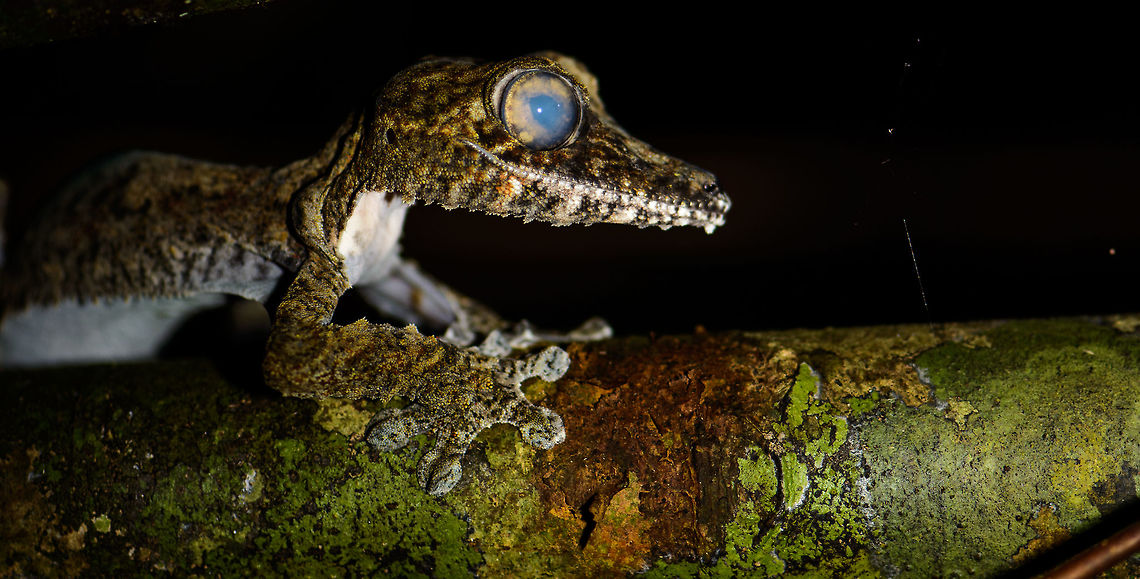 Awaken the Giant - II  Leaf-tailed geckos spend their days resting facing down on trees, like this:<br />
<figure class="photo"><a href="https://www.jungledragon.com/image/33705/giant_leaf-tailed_gecko_-_side_view_nosy_mangabe_madagascar.html" title="Giant Leaf-tailed gecko  - side view, Nosy Mangabe, Madagascar"><img src="https://s3.amazonaws.com/media.jungledragon.com/images/2/33705_thumb.jpg?AWSAccessKeyId=05GMT0V3GWVNE7GGM1R2&Expires=1767225610&Signature=r3tqUOFncpy4wYOrI%2Bt1pIusqVA%3D" width="102" height="152" alt="Giant Leaf-tailed gecko  - side view, Nosy Mangabe, Madagascar &quot;Uroplatus&quot; is a magical word in Madagascar that gets everybody&#039;s attention. It means one of Madagascar&#039;s iconic reptiles have been spotted. Usually you are not told where exactly it is, leaving you to find it. We failed this time, and our guide pointed out where it is. Closeup:<br />
http://www.jungledragon.com/image/33703/giant_leaf-tailed_gecko_-closeup_nosy_mangabe_madagascar.html<br />
<br />
This one was found during a day walk. Being a nocturnal reptile, it will sleep like this during the day, always facing down. Its color depends on the tree it is on, and how long it has been on it. This one has probably not been on this tree very long yet.  Africa,Giant Leaf-tailed Gecko,Madagascar,Madagascar North,Nosy Mangabe,Uroplatus fimbriatus,World" /></a></figure><br />
<br />
At night though, they reveal their true nature, that of a skilled and creepy hunter. To add to the frightening appearance, this one seems to have a busted eye. Note that this photo is rotated. Africa,Geotagged,Giant Leaf-tailed Gecko,Madagascar,Madagascar North,Nosy Mangabe,Spring,Uroplatus fimbriatus,World