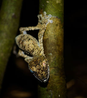Awaken the Giant Leaf-tailed geckos spend their days resting facing down on trees, like this:
http://www.jungledragon.com/image/33705/giant_leaf-tailed_gecko_-_side_view_nosy_mangabe_madagascar.html
At night though, they reveal their true nature, that of a skilled and creepy hunter. To add to the frightening appearance, this one seems to have a busted eye. Side view:

http://www.jungledragon.com/image/34184/awaken_the_giant_-_ii.html Africa,Geotagged,Giant Leaf-tailed Gecko,Madagascar,Madagascar North,Nosy Mangabe,Spring,Uroplatus fimbriatus,World