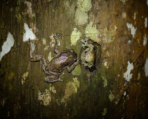 Boulenger's Giant Treefrog couple, Nosy Mangabe, Madagascar Marking the end of our night tour on Nosy Mangabe, here is the couple united. Check out the giant toad pads. Africa,Boulenger's Giant Treefrog,Geotagged,Madagascar,Madagascar North,Nosy Mangabe,Platypelis grandis,Spring,World