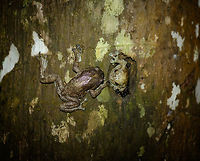 Boulenger's Giant Treefrog couple, Nosy Mangabe, Madagascar Marking the end of our night tour on Nosy Mangabe, here is the couple united. Check out the giant toad pads. Africa,Boulenger's Giant Treefrog,Geotagged,Madagascar,Madagascar North,Nosy Mangabe,Platypelis grandis,Spring,World