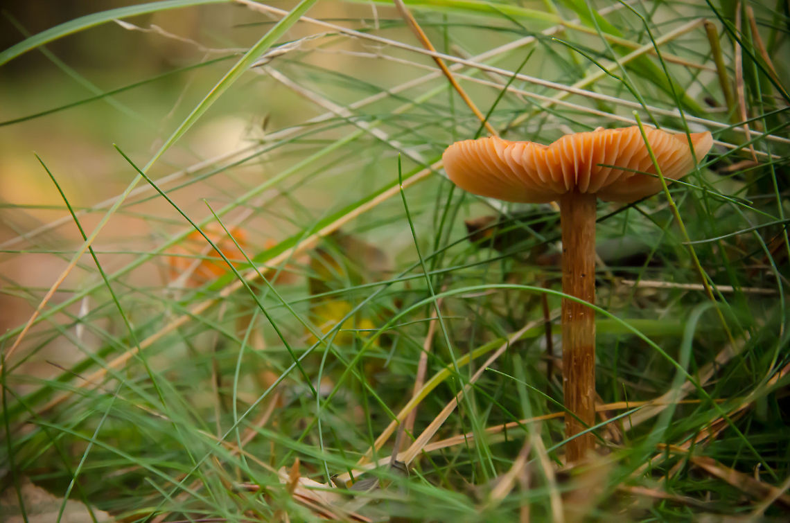 Scaly Rustgill closeup in Heeswijk forest Mushroom closeup in Heeswijk forest. Fall,Fungus,Gymnopilus sapineus,Heeswijk,autumn,forest,mushroom