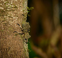 Holonychus sp., Masoala, Madagascar Oh how I would love to know what this is. It looks like a well-camouflaged snout beetle to me. Its size is remarkable if this is the case, I estimate it at about 8 cm (3"). Africa,Geotagged,Madagascar,Madagascar North,Masoala,Spring,World