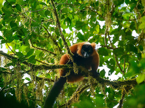 Red ruffed lemur