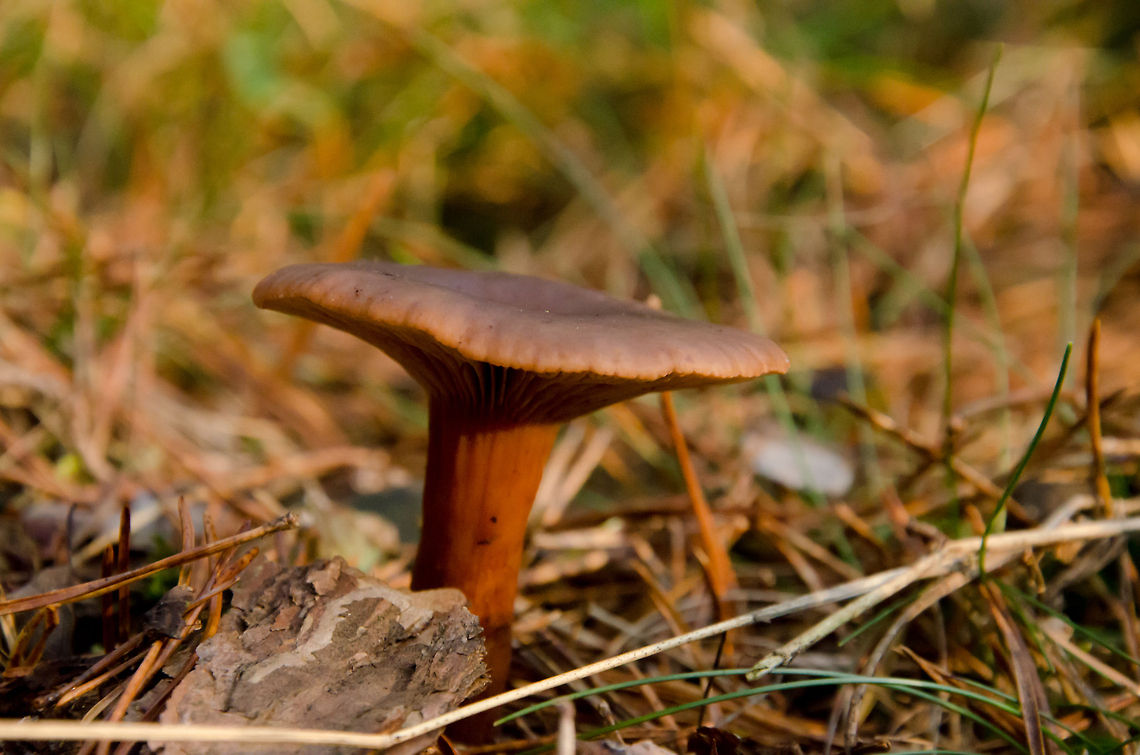 Yellowdrop Milkcap in Heeswijk forest - II Sulfur Tuft in Heeswijk forest - II Fall,Fungus,Heeswijk,Lactarius chrysorrheus,autumn,forest,mushroom