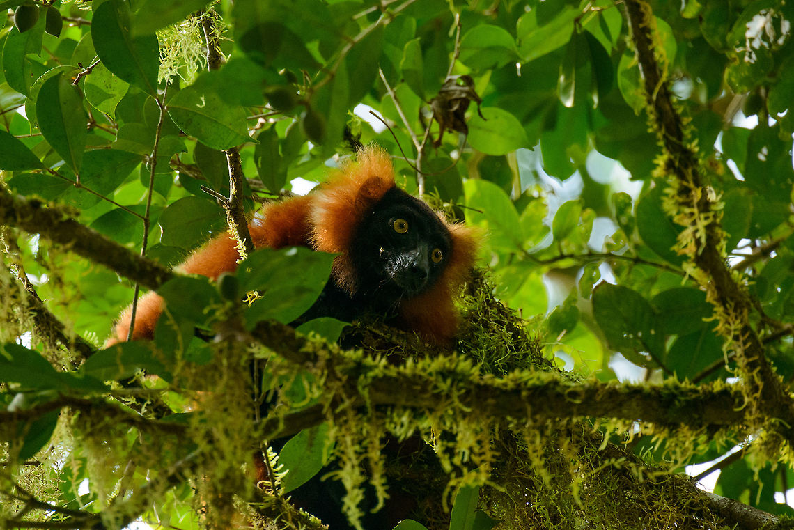 Closeup of Red-ruffed Lemur in Masoala, Madagascar Heavily cropped, but just to give you an idea of what it looks like up close. Africa,Geotagged,Madagascar,Madagascar North,Masoala,Red ruffed lemur,Spring,Varecia rubra,World