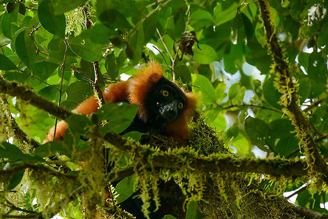 Closeup of Red-ruffed Lemur in Masoala, Madagascar Heavily cropped, but just to give you an idea of what it looks like up close. Africa,Geotagged,Madagascar,Madagascar North,Masoala,Red ruffed lemur,Spring,Varecia rubra,World