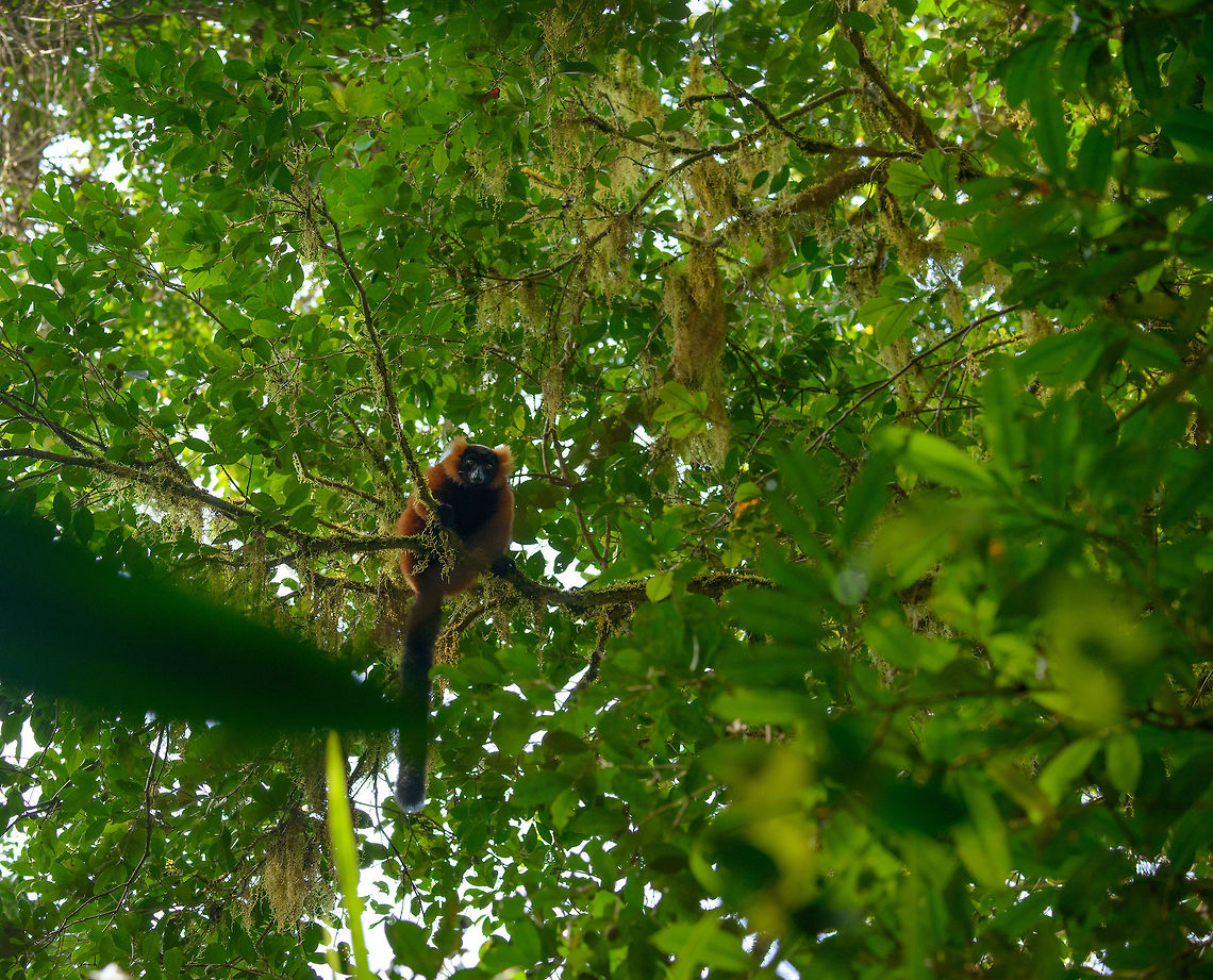 Full body shot of a Red ruffed lemur in Masoala, Madagascar Including the tail this time. I&#039;m not particularly happy about the composition, but it&#039;s the best I could do given circumstances. Africa,Geotagged,Madagascar,Madagascar North,Masoala,Red ruffed lemur,Spring,Varecia rubra,World