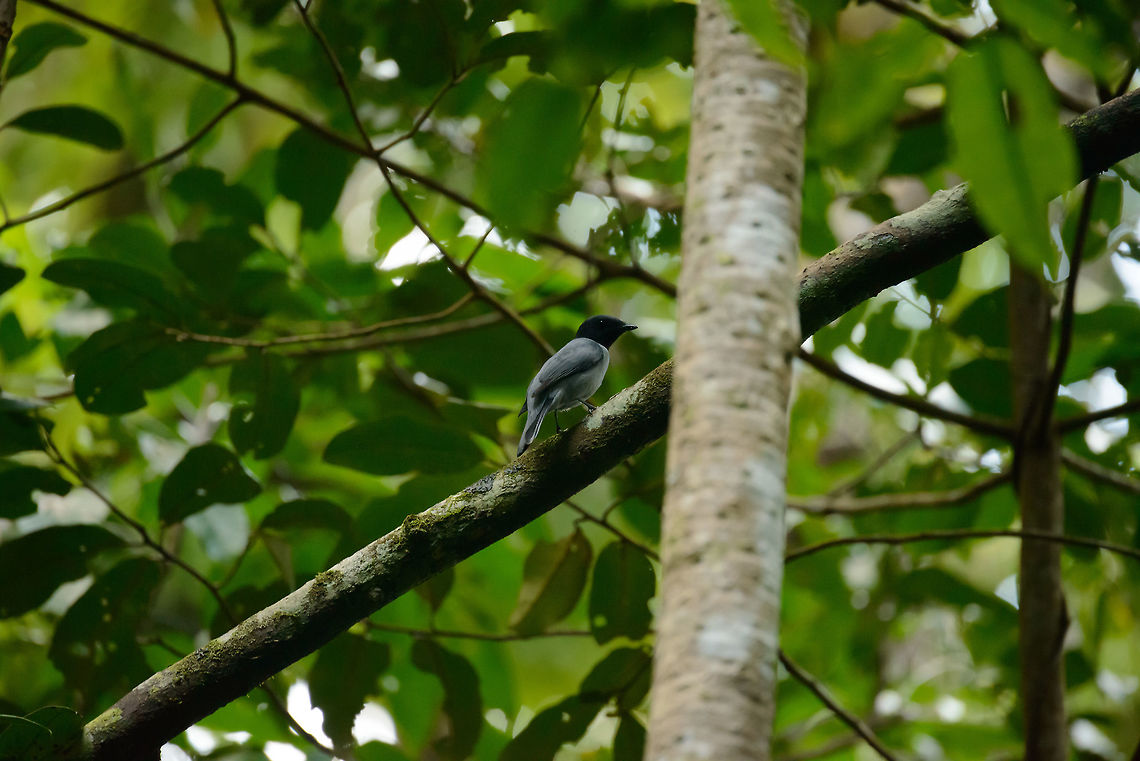 Madagascar Cuckooshrike (male), Masoala, Madagascar  Africa,Coracina cinerea,Geotagged,Madagascar,Madagascar Cuckooshrike,Madagascar North,Masoala,Spring,World