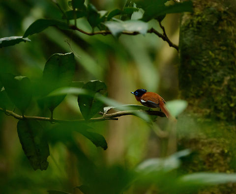 Malagasy Paradise flycatcher (female), Masoala, Madagascar  Africa,Geotagged,Madagascar,Madagascar North,Malagasy Paradise Flycatcher,Masoala,Spring,Terpsiphone mutata,World