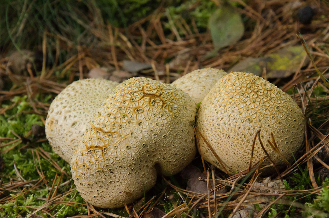 Four common earthballs Four Common Earthballs (Scleroderma Citrinum) in Heeswijk forest. Common Earthball,Fungus,Geotagged,Heeswijk,Scleroderma Citrinum,The Netherlands,autumn,fall,forest