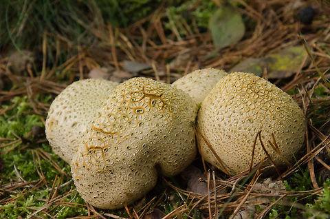 Four common earthballs Four Common Earthballs (Scleroderma Citrinum) in Heeswijk forest. Common Earthball,Fungus,Geotagged,Heeswijk,Scleroderma Citrinum,The Netherlands,autumn,fall,forest