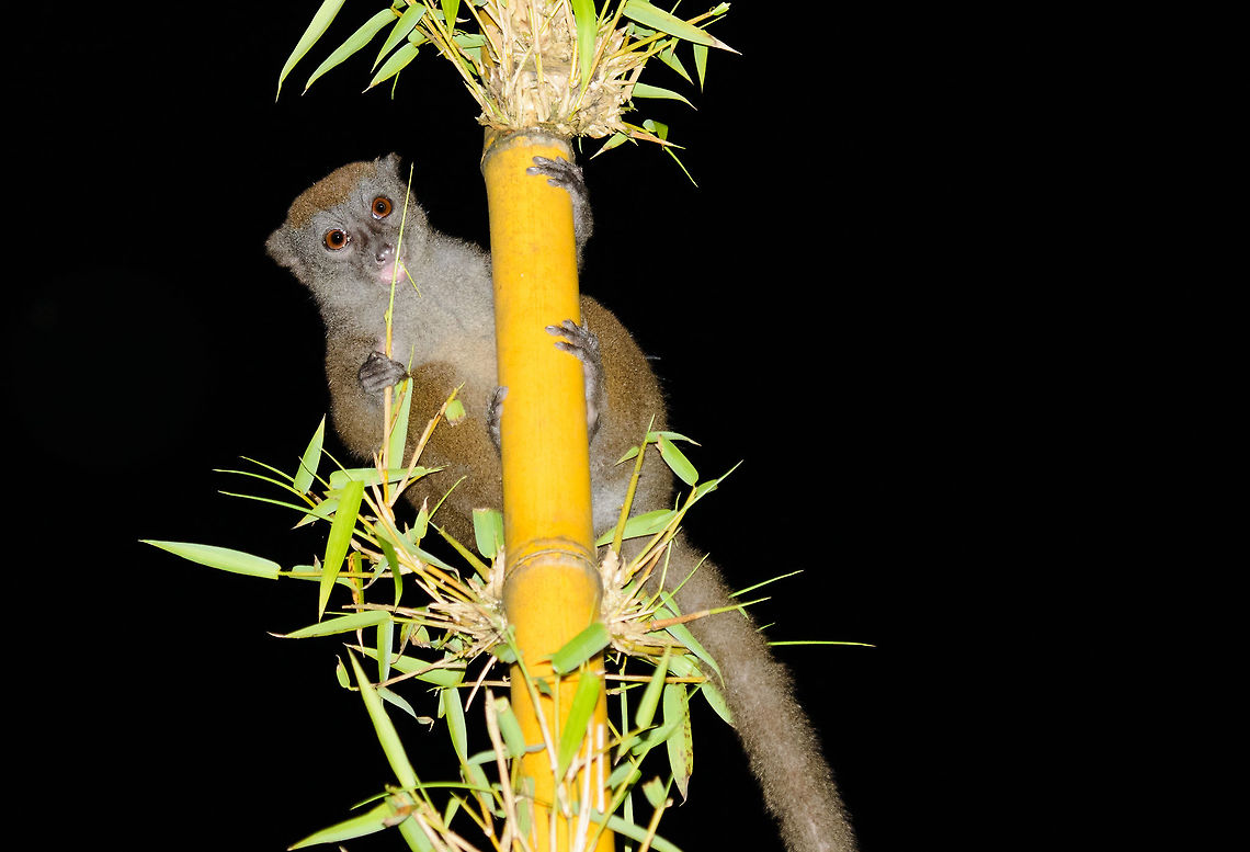 Closeup of Northern Bamboo Lemur at night, Masoala Sorry for the harsh light, this was taken in the backyard of our lodge, as such there was no background for the flash to illuminate. Africa,Geotagged,Hapalemur occidentalis,Madagascar,Madagascar North,Masoala,Spring,Western lesser bamboo lemur,World