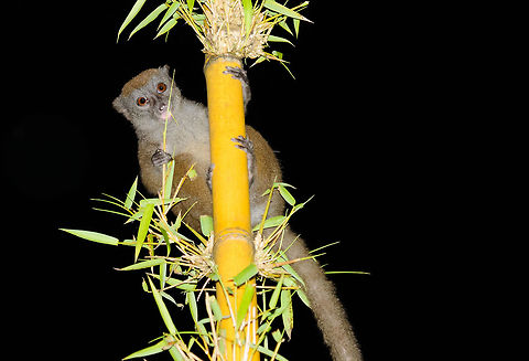 Closeup of Northern Bamboo Lemur at night, Masoala Sorry for the harsh light, this was taken in the backyard of our lodge, as such there was no background for the flash to illuminate. Africa,Geotagged,Hapalemur occidentalis,Madagascar,Madagascar North,Masoala,Spring,Western lesser bamboo lemur,World