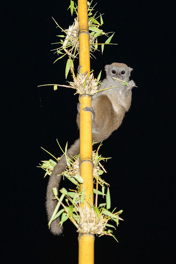 Full body shot of a Northern Bamboo Lemur at night, Masoala Taken directly behind our lodge. Africa,Geotagged,Hapalemur occidentalis,Madagascar,Madagascar North,Masoala,Spring,Western lesser bamboo lemur,World