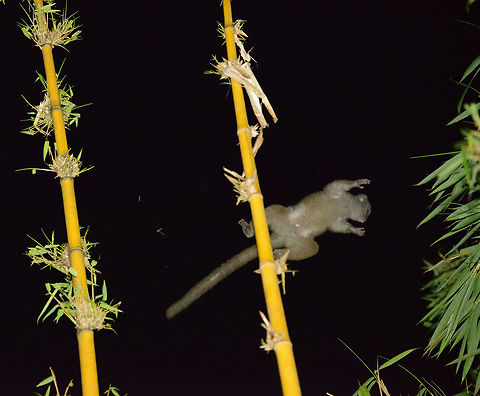Northern Bamboo Lemur in mid-air, Masoala, Madagascar An effortless leap of several meters performed by this Bamboo Lemur at night, directly behind our lodge.  Africa,Geotagged,Hapalemur occidentalis,Madagascar,Madagascar North,Masoala,Spring,Western lesser bamboo lemur,World