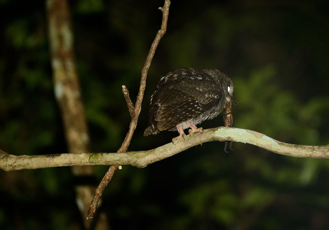 Night owl with large cicada as prey, Masoala, Madagascar Unfortunately, this owl never turned around to face me, so this is the only shot I have of it. It looks it has some prey, likely a cicada. Spotted during a night tour in Masoala, Madagascar.<br />
<br />
Note: will double check the species ID with an expert. Africa,Geotagged,Madagascar,Madagascar North,Masoala,Otus rutilus,Rainforest scops owl,Spring,World