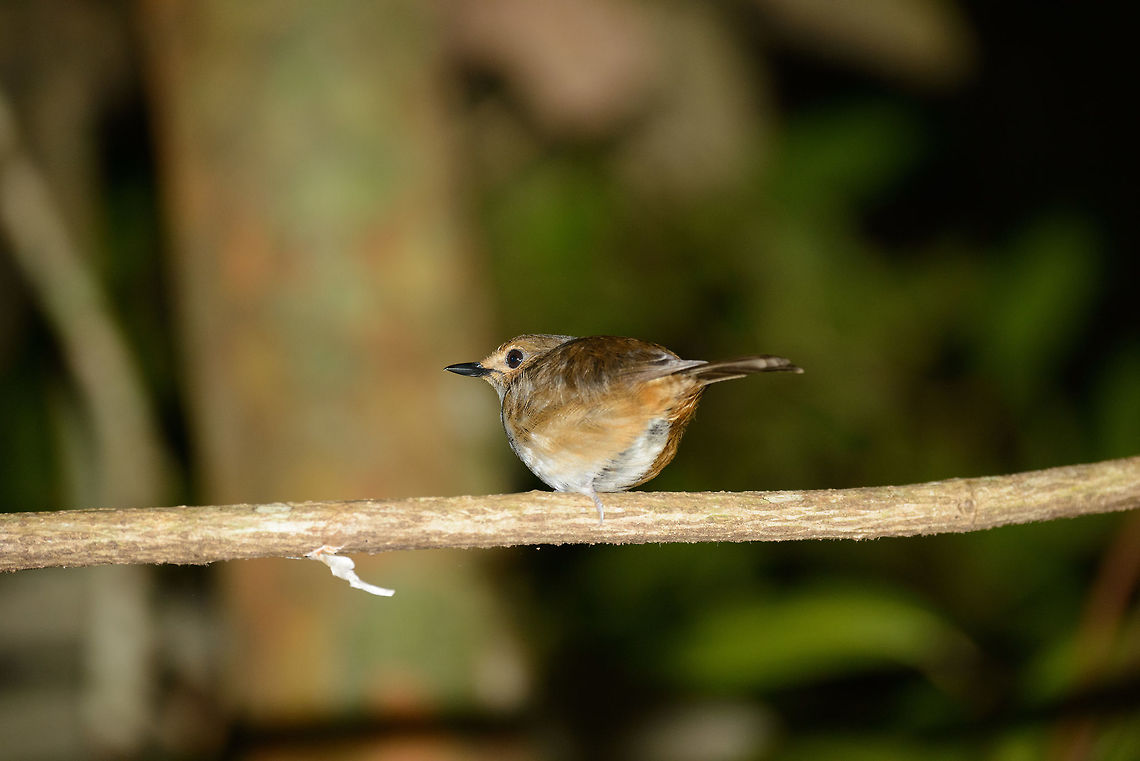 Female Magpie Robin sleeping, Masoala, Madagascar In 2012 in an earlier trip to Madagascar, I saw my first bird sleeping. Before that, the thought never crossed my mind on how birds sleep. Returning in 2015, here's another bird sleeping at night, a Magpie robin. It's a strange thing to see. We're so used to birds fleeing when you get to close, yet when sleeping, you can get into touching distance. They may even blink and seem to notice you, yet still not flee. Africa,Copsychus albospecularis,Geotagged,Madagascar,Madagascar Magpie-Robin,Madagascar North,Masoala,Spring,World