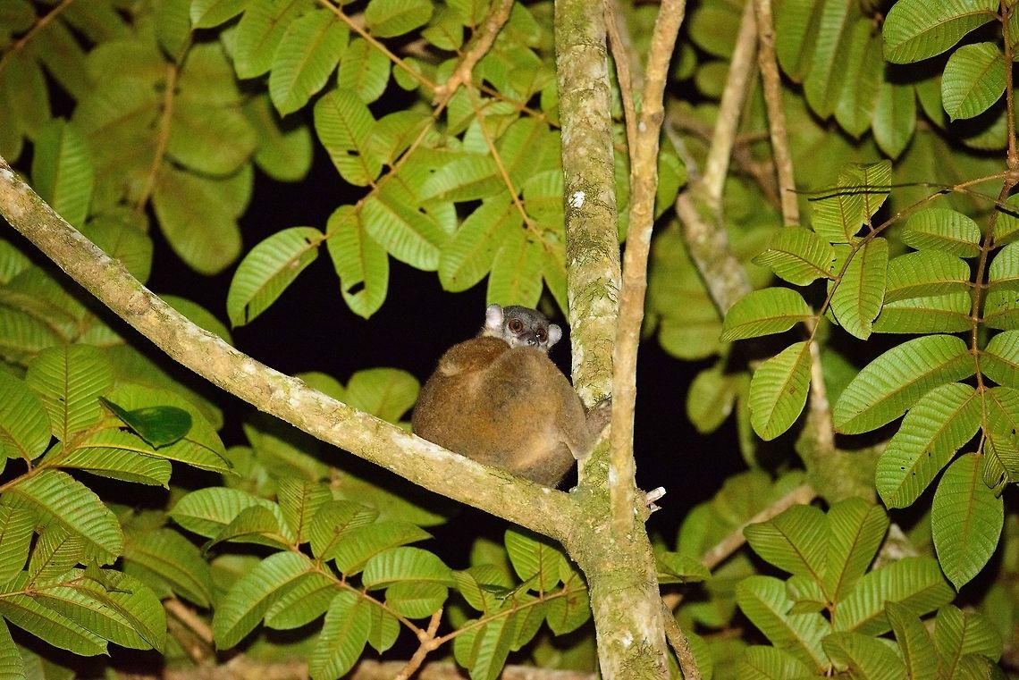 Scott's sportive lemur | Masoala sportive lemur, Masoala, Madagascar I'm in great conflict regarding the species identification of this one. Upon seeing this, our guide identified it as an Eastern Woolly Lemur. It somewhat looks like it, and based on range, it would be likely. However, studying my lemur species card, I found the face to not match, and the face of the Small-toothed sportive lemur matching a whole lot more. After presenting this theory to my guide, he looked it up in a much better book, and agreed.<br />
<br />
Back home, I am still in doubt though. In terms of range, it is unlikely for this to be a Small-toothed sportive lemur, so I'm going to bring in an expert to verify or correct my claim. Africa,Geotagged,Lepilemur scottorum,Madagascar,Madagascar North,Masoala,Scotts sportive lemur,Spring,World