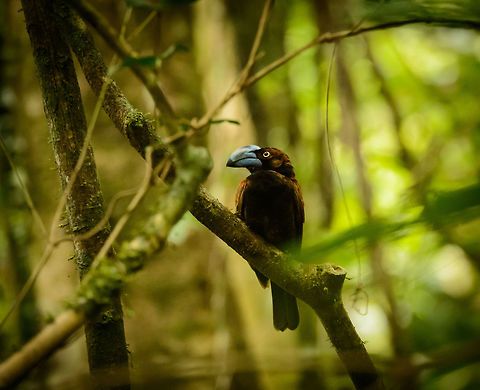 Helmet Vanga, Masoala, Madagascar Masoala NP is one of the most beautiful, unspoiled primary forests I have ever set foot in. It is abundant in species, yet many hard to spot or photograph. The two key trophies if you're not looking for anything specifically are the Red-ruffed Lemur and the Helmet Vanga. So here is trophy #2: the Helmet Vanga. The entire family of Vanga birds are endemic to Madagascar. Here's a few, a group that will grow once I am done with sharing this year's set:
http://www.jungledragon.com/wildlife/browse/animalia/chordata/aves/passeriformes/vangidae Africa,Euryceros prevostii,Geotagged,Helmet vanga,Madagascar,Madagascar North,Masoala,Spring,World