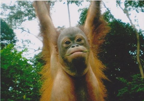 Meet Ceria, our adoption Orangutan We did not make this photo but this is Ceria, a baby Orangutan we adopted as a group as we travelled thorugh Malaysia. Her mother was shot by a farmer on a palm oil plant in search for food. Despite her troubled start in life, Ceria will be taken care of until independence, a process that can take 3 years of dedicated care. She will then be released. Best of luck, Ceria! Bornean orangutan,Malaysia,Mammals,Orangutan,Pongo pygmaeus