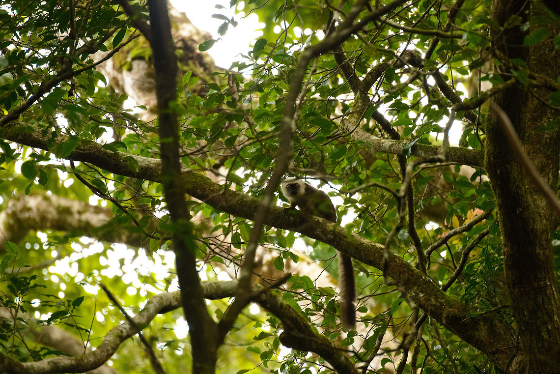 White-fronted Brown Lemur, Masoala, Madagascar Also occurring on the island of Nosy Mangabe, but we did not see it there, so we were happy to get a glimpse of it in Masoala. In particular the male is hilarious with its white manes and large eyes, like a cartoony tree lion. Africa,Eulemur albifrons,Geotagged,Madagascar,Madagascar North,Masoala,Spring,White-headed lemur,World