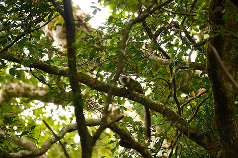 White-fronted Brown Lemur, Masoala, Madagascar Also occurring on the island of Nosy Mangabe, but we did not see it there, so we were happy to get a glimpse of it in Masoala. In particular the male is hilarious with its white manes and large eyes, like a cartoony tree lion. Africa,Eulemur albifrons,Geotagged,Madagascar,Madagascar North,Masoala,Spring,White-headed lemur,World