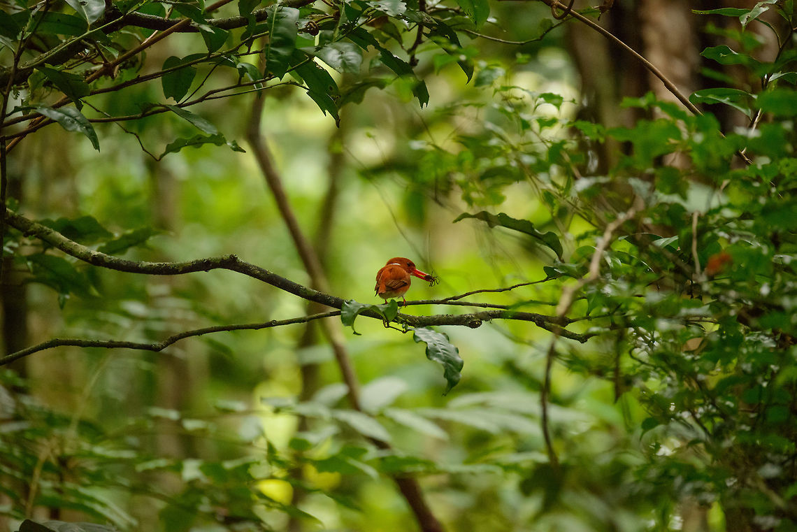Madagascan pygmy kingfisher, Masoala, Madagascar A bit far away, but they are small, called Pygmy for a reason :) Africa,Corythornis madagascariensis,Geotagged,Madagascan pygmy kingfisher,Madagascar,Madagascar North,Masoala,Spring,World