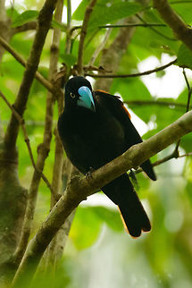 Helmet Vanga, a look at the "Helmet" Captured on our 2nd day in Masoala. After chasing this birds for hours, it finally landed close to us.  Africa,Euryceros prevostii,Geotagged,Helmet vanga,Madagascar,Madagascar North,Masoala,Spring,World