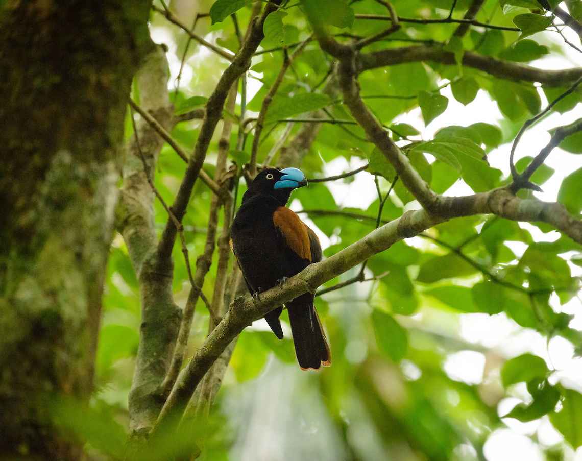 Helmet Vanga posing in Masoala, Madagascar We had been tracking this bird for a while, going off-path in Masoala. The humidity was intense, the sweat was pouring down my face like rain. Still it was worthwhile to finally have it somewhat in the viewfinder. We were hiding behind a fallen tree.   Africa,Euryceros prevostii,Geotagged,Helmet vanga,Madagascar,Madagascar North,Masoala,Spring,World
