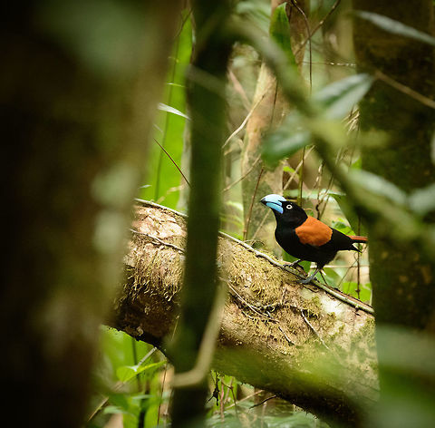 Secretive Helmet Vanga in Masoala, Madagascar  Africa,Euryceros prevostii,Geotagged,Helmet vanga,Madagascar,Madagascar North,Masoala,Spring,World
