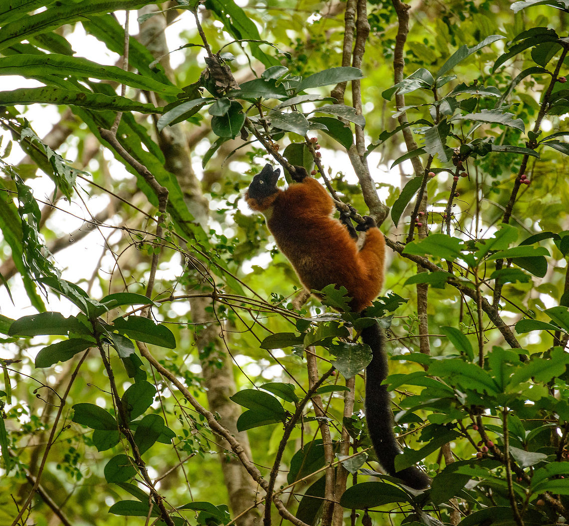 Full body shot of a Red ruffed lemur climbing in Masoala, Madagascar  Africa,Geotagged,Madagascar,Madagascar North,Masoala,Red ruffed lemur,Spring,Varecia rubra,World