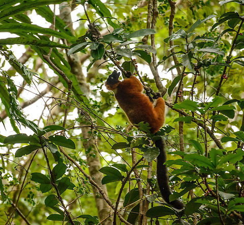 Full body shot of a Red ruffed lemur climbing in Masoala, Madagascar  Africa,Geotagged,Madagascar,Madagascar North,Masoala,Red ruffed lemur,Spring,Varecia rubra,World