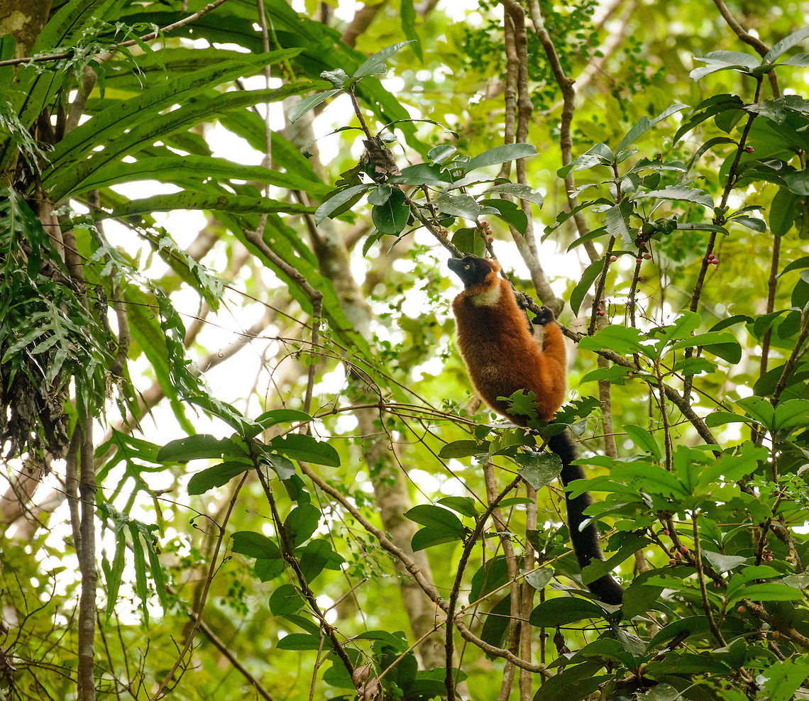 Red-ruffed Lemur - II, Masoala, Madagascar A comforting photo to see such a beautiful and rare mammal just going about its life in the unspoiled primary forest of Masoala. Africa,Geotagged,Madagascar,Madagascar North,Masoala,Red ruffed lemur,Spring,Varecia rubra,World