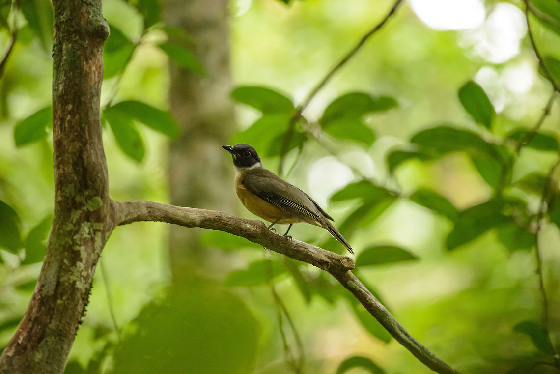 Tylas Vanga (eastern race), Masoala, Madagascar Another member of the vanga family, which in its entirety is endemic to Madagascar. This particular bird has two known races, eastern and western, where the eastern race is shown and the western race is more pale. Africa,Geotagged,Madagascar,Madagascar North,Masoala,Spring,Tylas eduardi,Tylas vanga,World