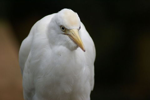 Grumpy Egret This Egret isn't look all too happy, perhaps it just missed a serving of food due to posing for the camera. Aves,Birds,Bubulcus ibis,Cattle Egret,Egret,Malaysia