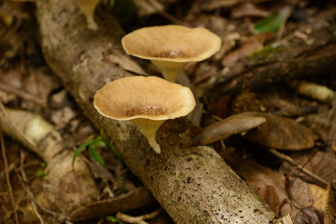 Large Cup-like fungi, Masoala, Madagascar  Africa,Funnel Woodcap,Lentinus sajor-caju,Madagascar,Madagascar North,Masoala,World