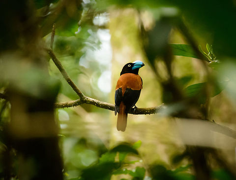 Helmet Vanga posing in Masoala - II, Madagascar Another rare moment in the Masoala forest where a Helmet Vanga poses without too many things blocking sight. A noisy shot, so I had to soften it quite a bit. Africa,Euryceros prevostii,Geotagged,Helmet vanga,Madagascar,Madagascar North,Masoala,Spring,World