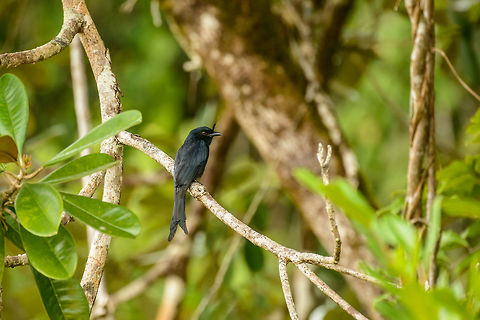 Madagascar Crested Drongo, Masoala, Madagascar Found on the beach of Masoala NP. This is one of the most common birds that you will find throughout all of Madagascar. It is a bird that is often cursed by birders, because it mimics the calls of various other birds. This means your tracking of that very rare bird may lead to one of the most common birds.  Africa,Crested drongo,Dicrurus forficatus,Geotagged,Madagascar,Madagascar North,Masoala,Spring,World