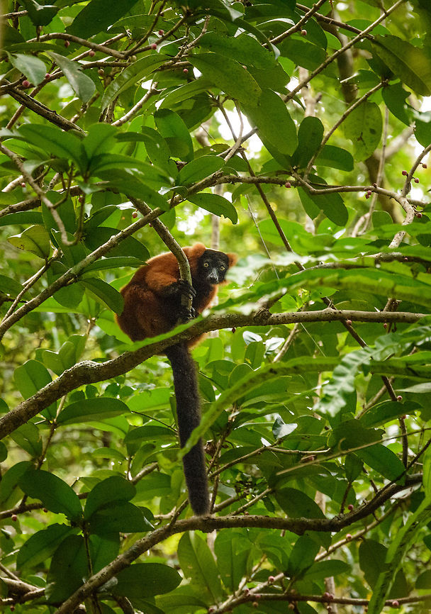 Curious Red-ruffed Lemur, Masoala NP, Madagascar  Africa,Geotagged,Madagascar,Madagascar North,Masoala,Red ruffed lemur,Spring,Varecia rubra,World
