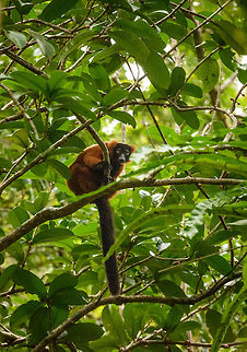 Curious Red-ruffed Lemur, Masoala NP, Madagascar  Africa,Geotagged,Madagascar,Madagascar North,Masoala,Red ruffed lemur,Spring,Varecia rubra,World