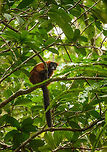 Curious Red-ruffed Lemur, Masoala NP, Madagascar Africa,Geotagged,Madagascar,Madagascar North,Masoala,Red ruffed lemur,Spring,Varecia rubra,World
