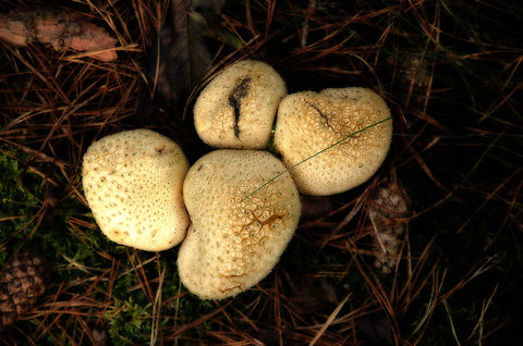 Four common earthballs Four Common Earthballs (Scleroderma Citrinum) in Heeswijk forest. Common Earthball,Fungus,Geotagged,Heeswijk,Scleroderma Citrinum,The Netherlands,autumn,fall,forest