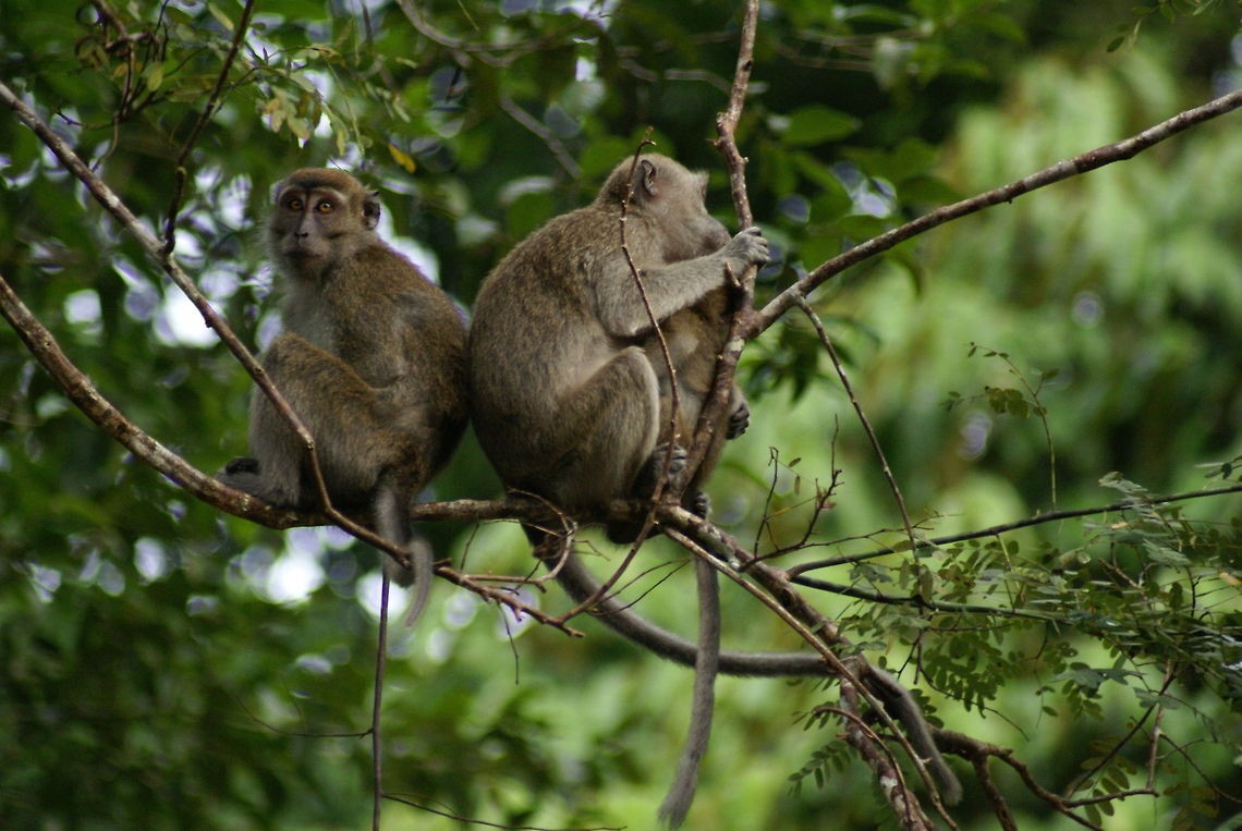 Makak monkeys Also called the maffia, for their aggresive stealing nature. It's protection money. Crab-eating macaque,Macaca fascicularis,Macaque,Malaysia,Mammals,Monkeys