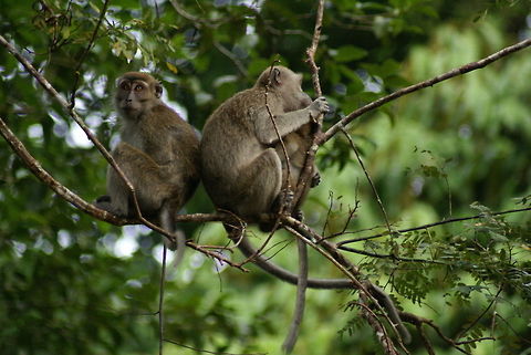 Makak monkeys Also called the maffia, for their aggresive stealing nature. It's protection money. Crab-eating macaque,Macaca fascicularis,Macaque,Malaysia,Mammals,Monkeys