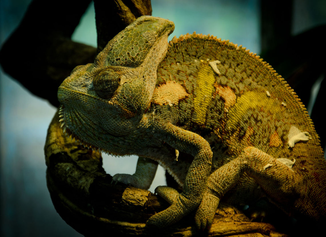 Yemen Chameleon (Chamaeleo calyptratus) An omnivore Chameleon often kept as a pet, despite being very sensitive to stress. The color of this specie changes based on its emotional state as well as environmental factors. You can see how this fella has recently changed its skin, or is in the process of doing so. Camouflage,Chamaeleo calyptratus,Chameleon,Oliemeulen,Reptiles,Yemen Chameleon