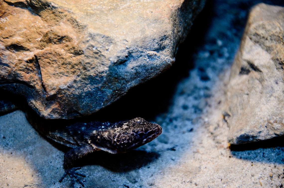 Mozambique Girdled Lizard (Cordylus mossambicus) A small and flat insect-eating lizard adapted to life in rocky areas. Cordylus mossambicus,Lizard,Mozambique Girdled Lizard,Oliemeulen,Reptiles