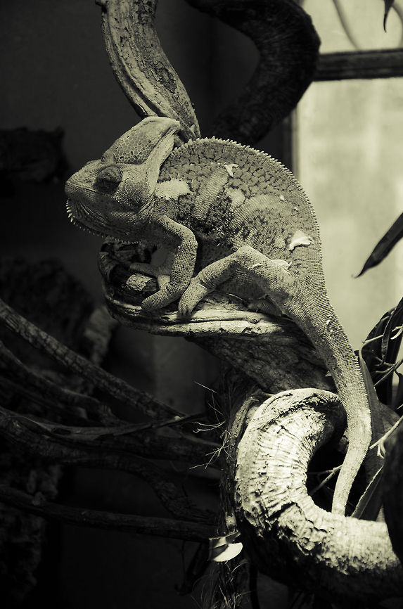 Yemen Chameleon (Chamaeleo calyptratus) Full body view of the Yemen Chameleon, a very large Chameleon, and in my opinion one of the most beautiful reptiles there is. Chamaeleo calyptratus,Chameleon,Oliemeulen,Reptiles,Yemen Chameleon