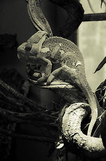 Yemen Chameleon (Chamaeleo calyptratus) Full body view of the Yemen Chameleon, a very large Chameleon, and in my opinion one of the most beautiful reptiles there is. Chamaeleo calyptratus,Chameleon,Oliemeulen,Reptiles,Yemen Chameleon