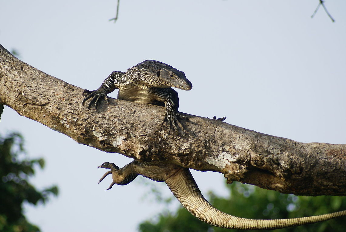Clumsy dragon Should have cropped the twigs at the top :( Bengal monitor (Indian monitor),Malaysia,Reptiles,Varanus bengalensis
